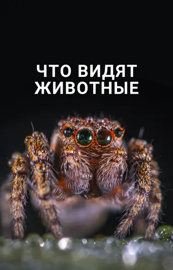  Что видят животные 